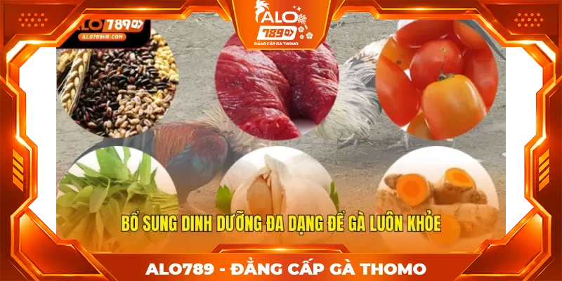 Bổ sung dinh dưỡng đa dạng để gà luôn khỏe