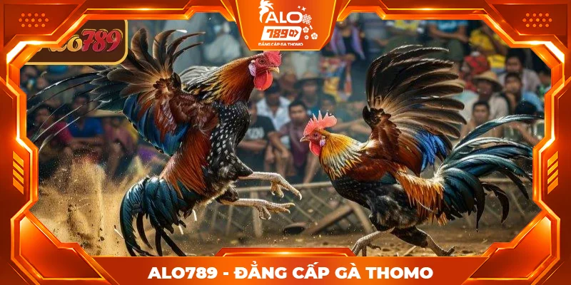 Các hình thức cược đá gà Thomo ALO789 thường gặp