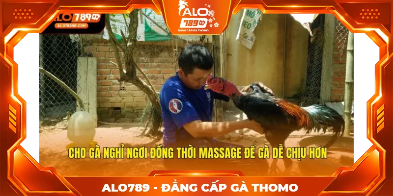 Cho gà nghỉ ngơi đồng thời massage để gà dễ chịu hơn Cho gà nghỉ ngơi đồng thời massage để gà dễ chịu hơn