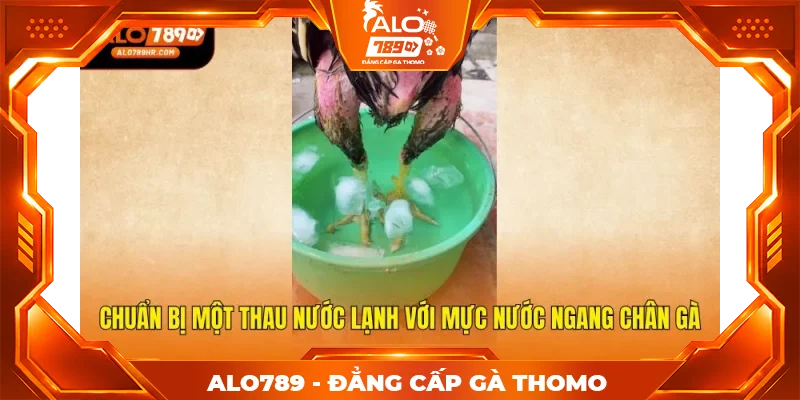 Chuẩn bị một thau nước lạnh với mực nước ngang chân gà Chuẩn bị một thau nước lạnh với mực nước ngang chân gà
