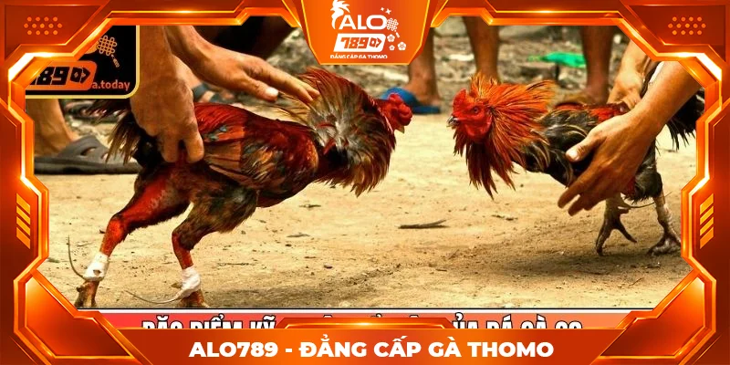Đặc điểm kỹ thuật nổi bật của đá gà C3 Đặc điểm kỹ thuật nổi bật của đá gà C3
