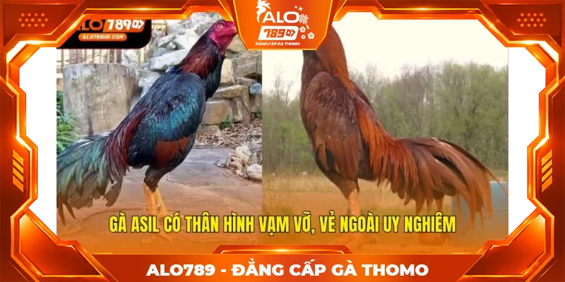 Gà Asil có thân hình vạm vỡ, vẻ ngoài uy nghiêm Gà Asil có thân hình vạm vỡ, vẻ ngoài uy nghiêm