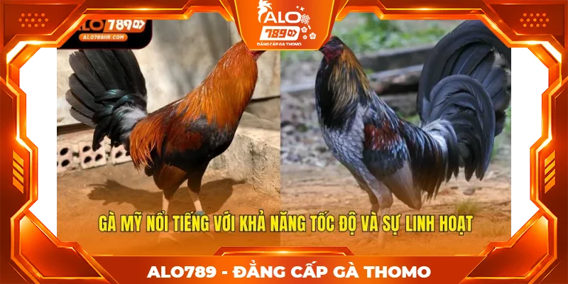 Gà Mỹ nổi tiếng với khả năng tốc độ và sự linh hoạt Gà Mỹ nổi tiếng với khả năng tốc độ và sự linh hoạt