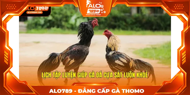 Lịch tập luyện giúp gà đá cựa sắt luôn khoẻ Lịch tập luyện giúp gà đá cựa sắt luôn khoẻ