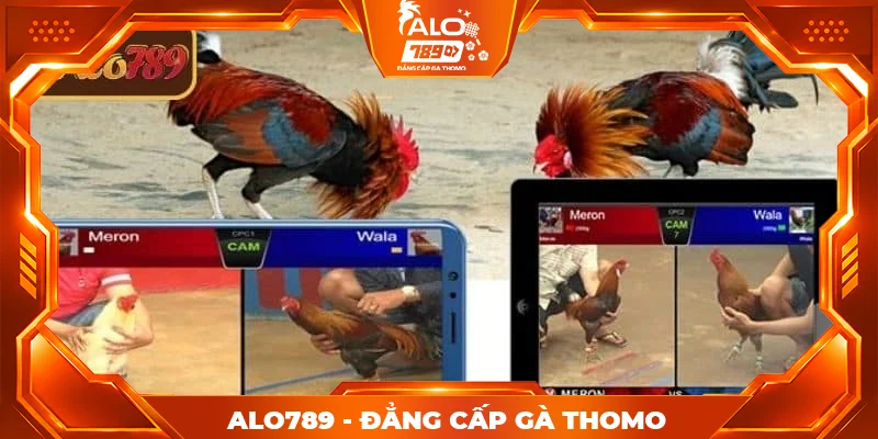 Lý do stream 4K đá gà ALO789 được ưa chuộng Lý do stream 4K đá gà ALO789 được ưa chuộng