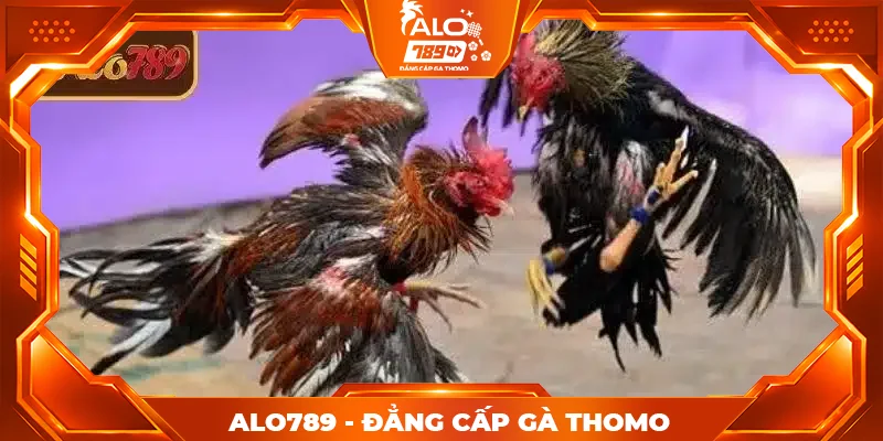 Tổng quan về lịch đá gà Thomo hôm nay ALO789 Tổng quan về lịch đá gà Thomo hôm nay ALO789